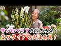サンセベリアと相性の悪い3つタイプの人、運気を呼ぶどころか、育つほど枯れる！｜花子