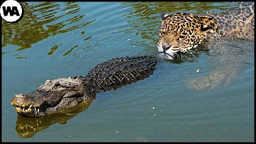 Can a jaguar kill a crocodile?