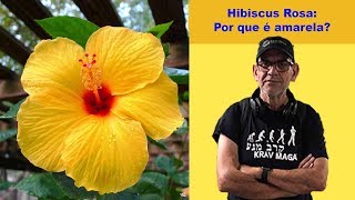Hibiscus Rosa - Por Que Rosa Se Ela Tem Várias Cores?