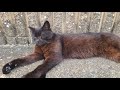 感動猫動画 のライブ配信