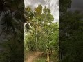 #rain #climatechange #life #clam #travel #kerala #longdrivemashup #nature #green #clouds