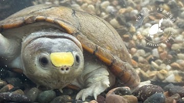 Turtle Island: "Saving the World