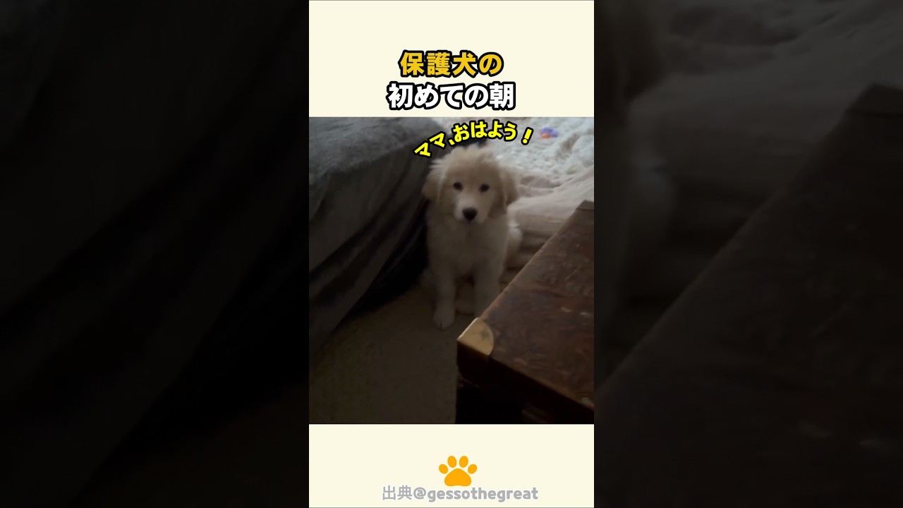 保護犬の初めての朝