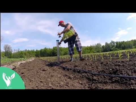 მზა ჩითილების დარგვა გამარტივებული მეთოდით