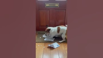 Dog Destroys the Mail! 📬💥 #DogFails #CaughtOnCamera