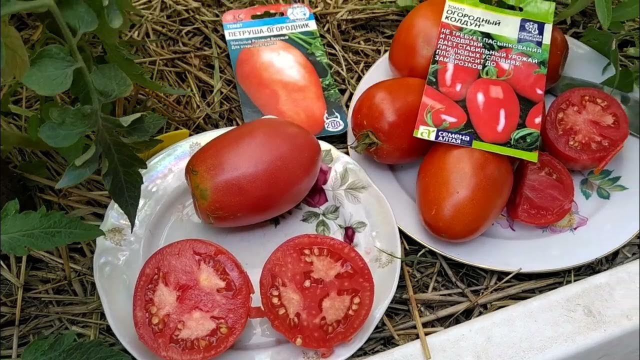 обзор томатов 🍅,, Петрушка огородник,, и ,, Огородный колдун,, - YouTube