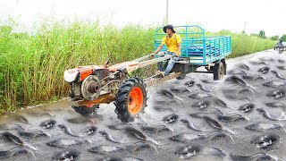 OMG! Found A lot Big Catfish on The Road after Crossing Water - Best Catching & Catfish in Flooding