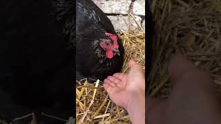 black hen protect eggs virel chicken hen animal bird