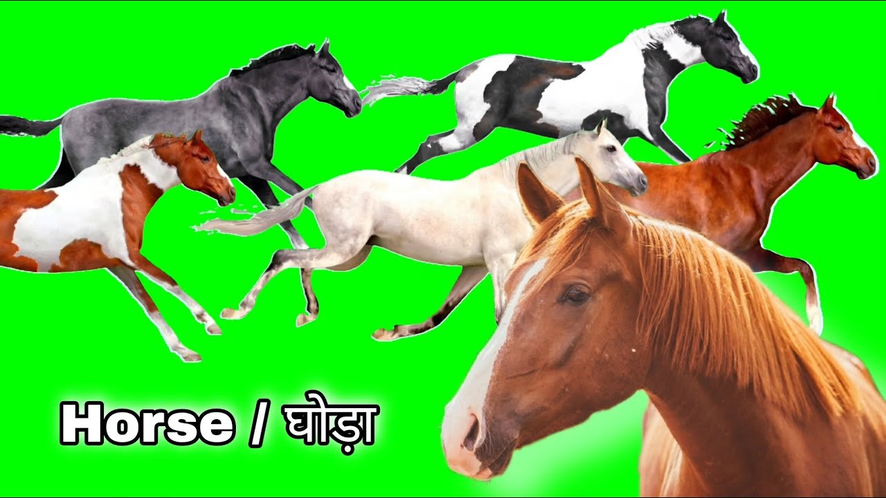 horse running green screen,दौड़ लगाता घोड़ा हरी स्क्रीन विडियो, YouTube