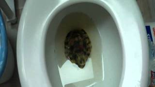 Frog Prank 🐸 - Funny Pranks On Family | OmarGoshTV