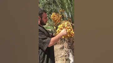 تمر برحي 