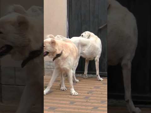 Video: American Bulldog