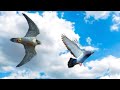 Сокол Сапсан атакует голубей.Peregrine Falcon attacking pigeons