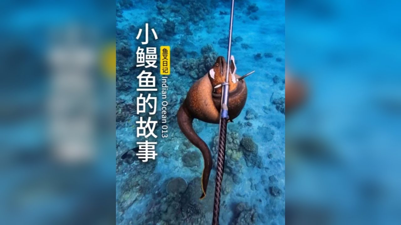 遇到成千上万的小鳗鱼插在沙地上，太壮观了。 探索印度洋小岛 013