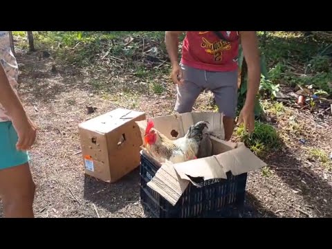 A criação de galinha só aumenta no  sítio 