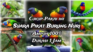 Suara Pikat Burung Nuri Spesial 1 Jam dijamin ampuh