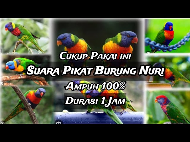 Suara Pikat Burung Nuri Spesial 1 Jam dijamin ampuh class=