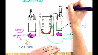 IB Biology 2.8 Cell respiration - how a respirometer works