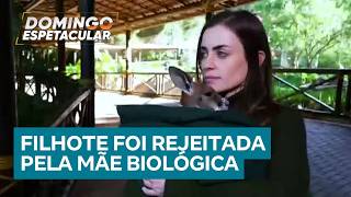 Filhote de canguru adotada por bióloga ganha rotina de cuidados e muito carinho em Cotia (SP) screenshot 1