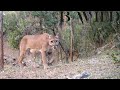 River Wildlife | Otter, Coati, Cougar, Coyote, Deer, Turtle, Raccoon, Bobcat, Iguana, Birds | Mexico