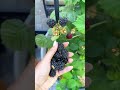 Panen Blackberry Melimpah! Menjelajahi Kebun Buah Premium yang Estetik