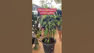 Chilli plant not flowering? Let