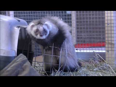 Video: Frettien Epätavallisen Suuret Munuaiset