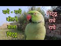 Parrot talking radhe radhe       parrot talking sita ram    