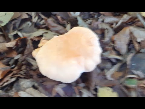 Video: Lactarius scrobiculatus, ili žuta gljiva gljiva