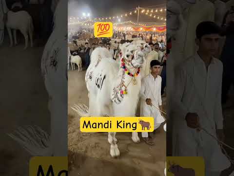 😍 Most Beautiful Camel#Eid2026#bakrmandi