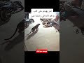 نمر يهجم على كلب وهو نائم في رمشة عين            