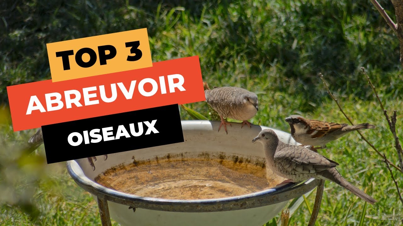 🔥 TOP 3 : Meilleur Abreuvoir Oiseaux 2023 