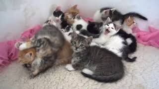 Little Furrballs Fighting. by Thought Train 87 views 2 years ago 39 seconds