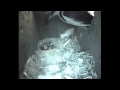 Holywells Park Blue Tit Box Woodpecker Predation - Full Timeline - May 2015