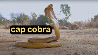Cape Cobra: Africa's Most Dangerous Snake