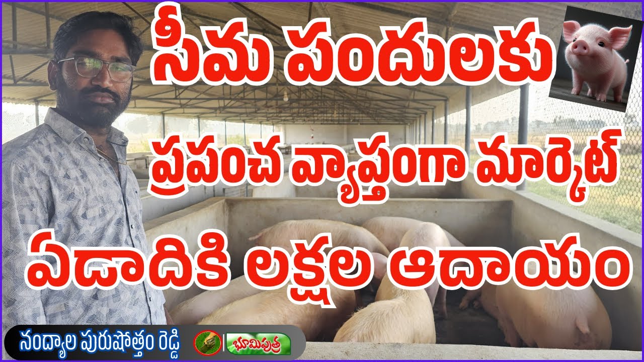 సీమ పందులకు ప్రపంచ మార్కెట్ | piggery farming | BHOOMIPUTHRA TELUGU