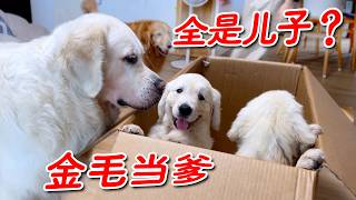 My Golden Retriever became a dad, four boys in one litter—he’s so annoyed he’s baring his teeth!