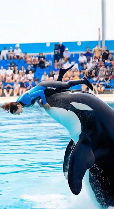 10/10 Launch, 7/10 Dive #shorts #orca - YouTube