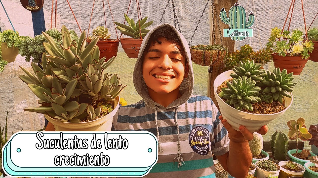 10 SUCULENTAS de LENTO CRECIMIENTO | Cattu!