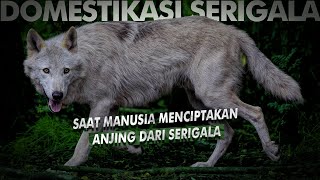 Bagaimana Manusia Mengubah Serigala Menjadi Anjing? | Domestikasi Anjing