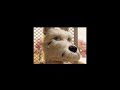 isle of dogs x mitski