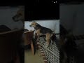 Tiger tail