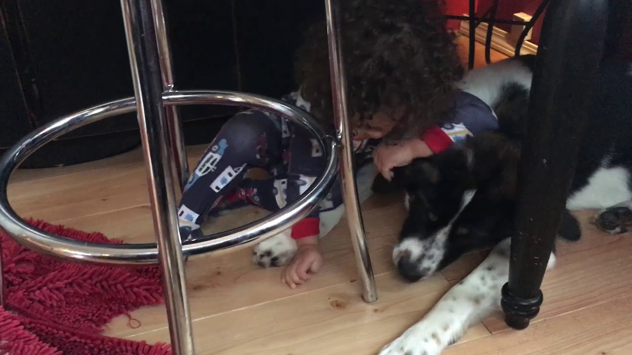 My grandson Rhys loves the doggies and they love him. #pets #puppy #doglife #dogsandkids