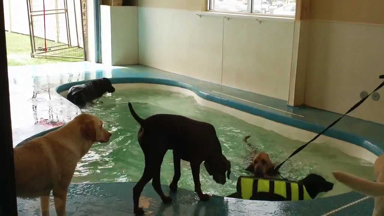 Puppy Gets First Swimming Lesson at Come Sit Stay Pet Resort YouTube
