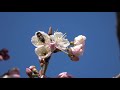 サクランボの花が咲く Cherry blossoms bloom