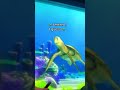 Turtle Talk With Crush | Do Turtles Really Breathe Out Of Their Butts?