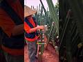 Why Farmers Are Growing Cactus for Profit
