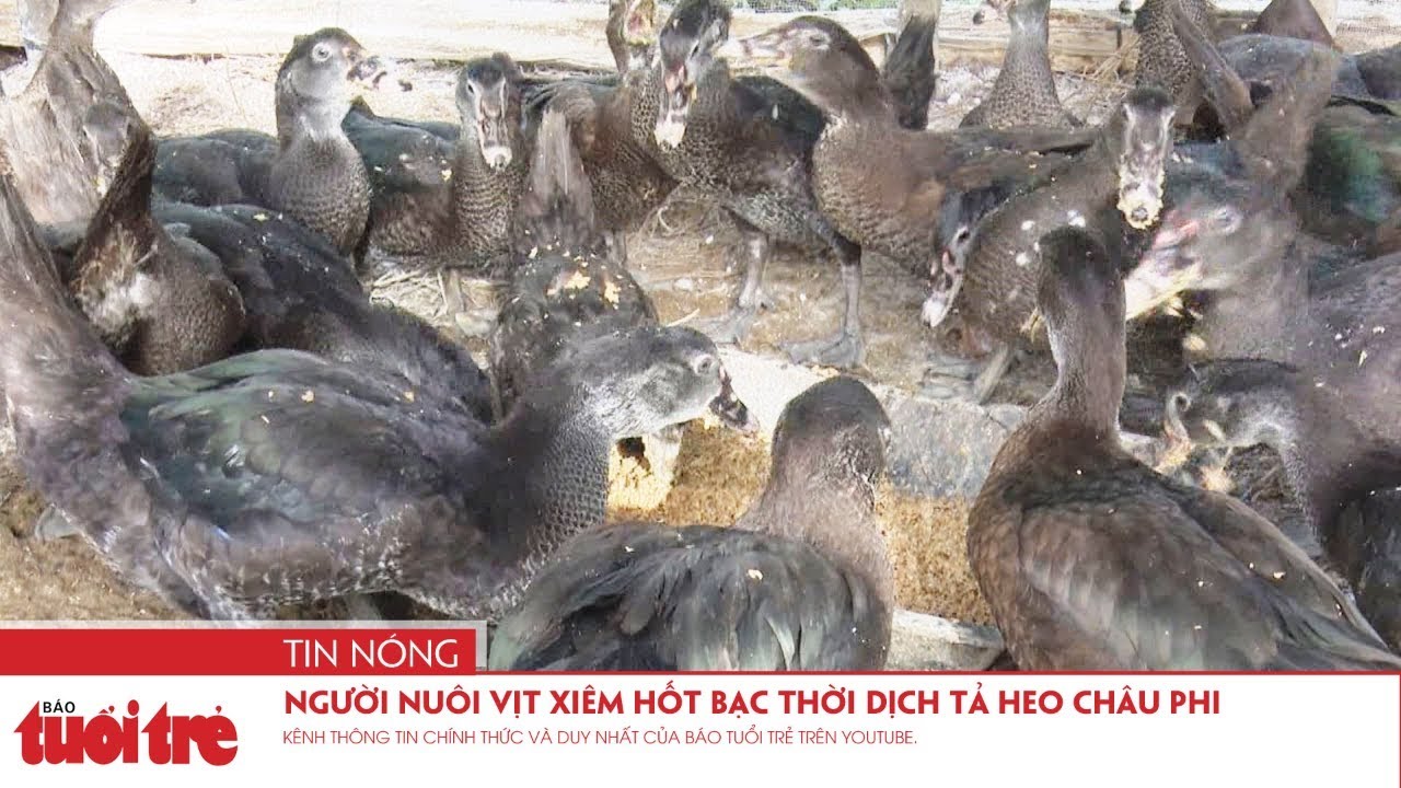 Người Nuôi Vịt Xiêm Hốt Bạc Thời Dịch Tả Heo Châu Phi - Youtube