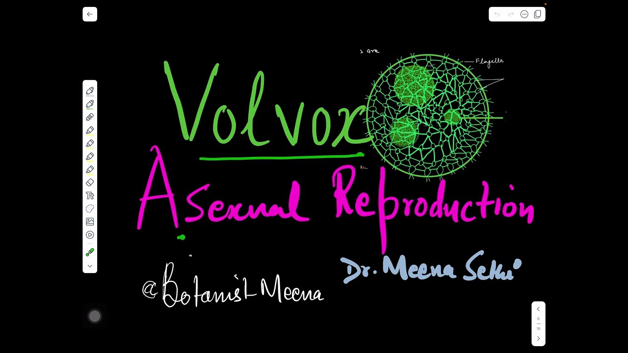 Volvox-2(Asexual Reproduction)