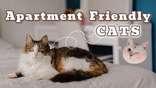 Top 5 Cat Breeds for Small Apartments | Space-Saving Hacks for Cat Owners